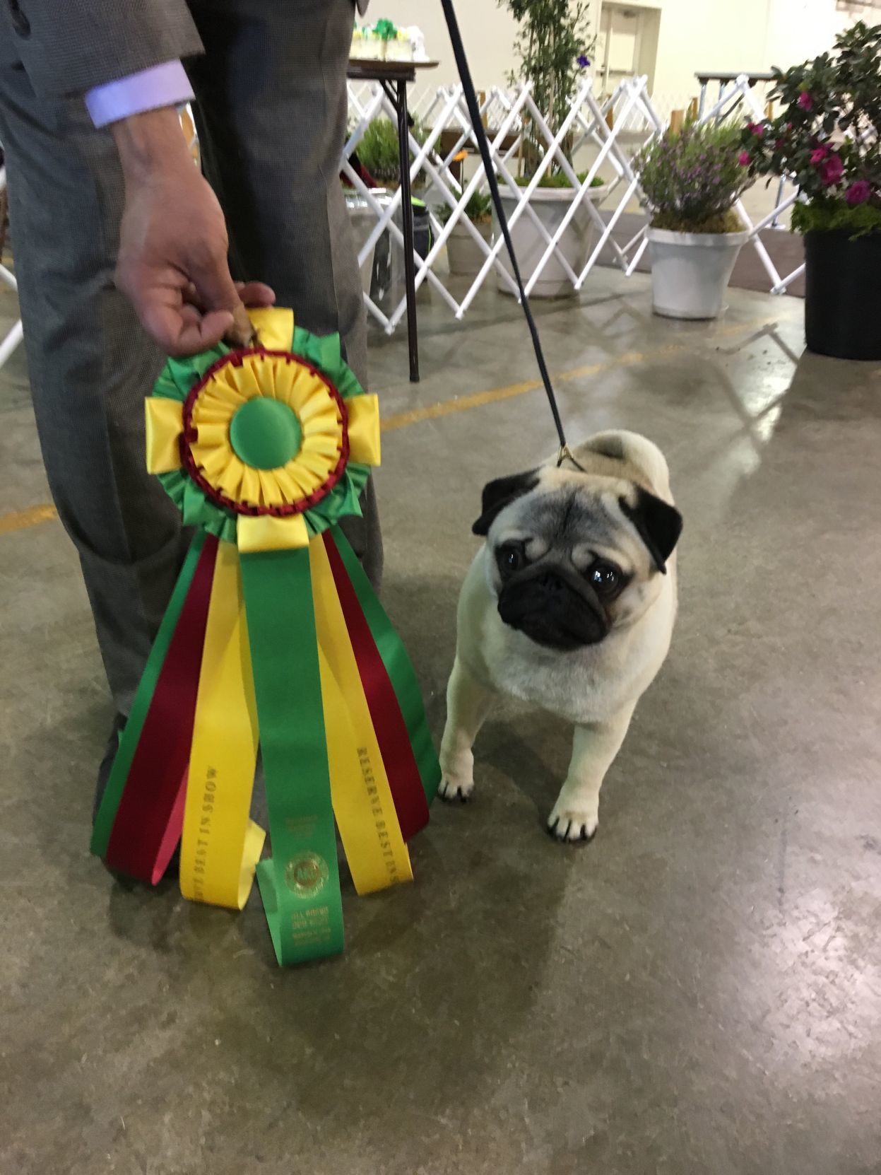 Dog Show - Skittle the Pug, Runner-Up